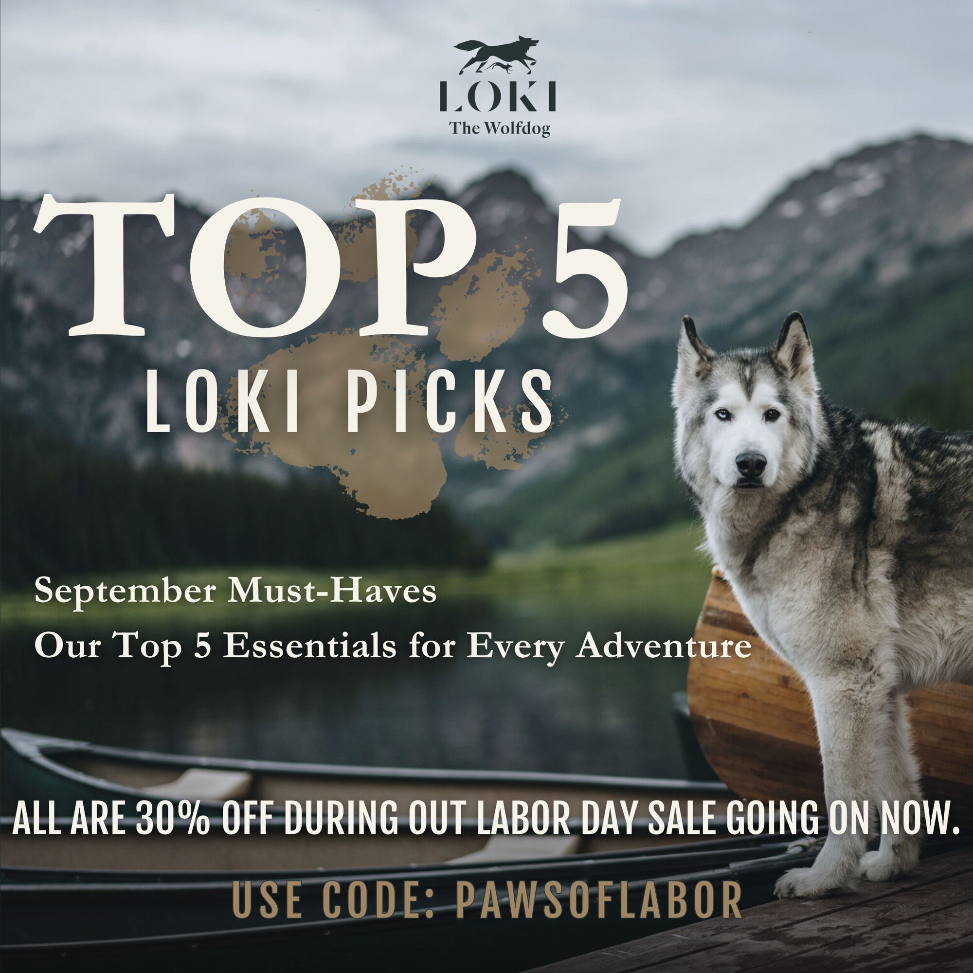 loki the wolfdog website